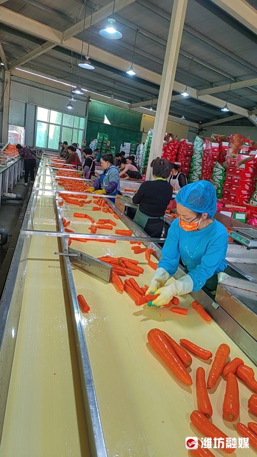 蹲點調查 一根跨緯度遷徙的胡蘿卜與玻璃拋光粉生產的濰坊壽光產業傳奇